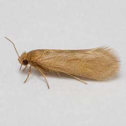 Case-bearing Clothes Moth Identification Guide