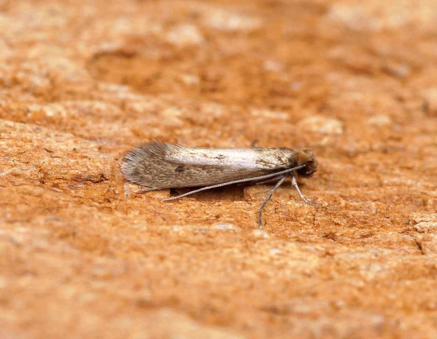 Case-bearing Clothes Moth