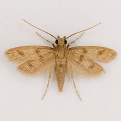 Casemaking Clothes Moth Identification Guide