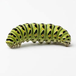 Caterpillar Identification Guide