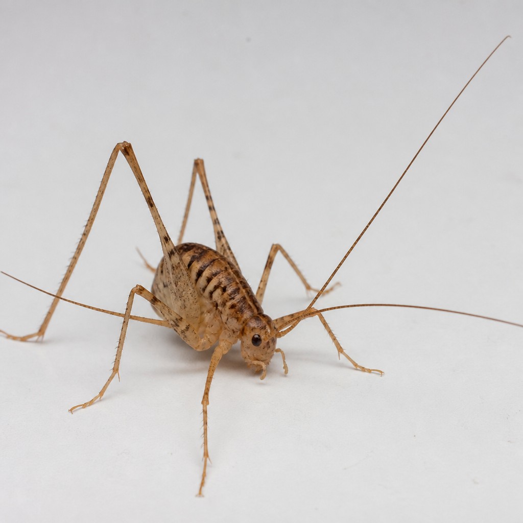 Cave Cricket