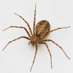 Cave Spider Identification Guide