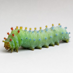 Cecropia Moth Caterpillar Identification Guide