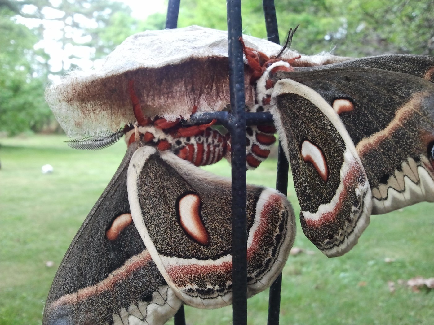 Cecropia Moth