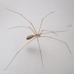Cellar Spider Identification Guide