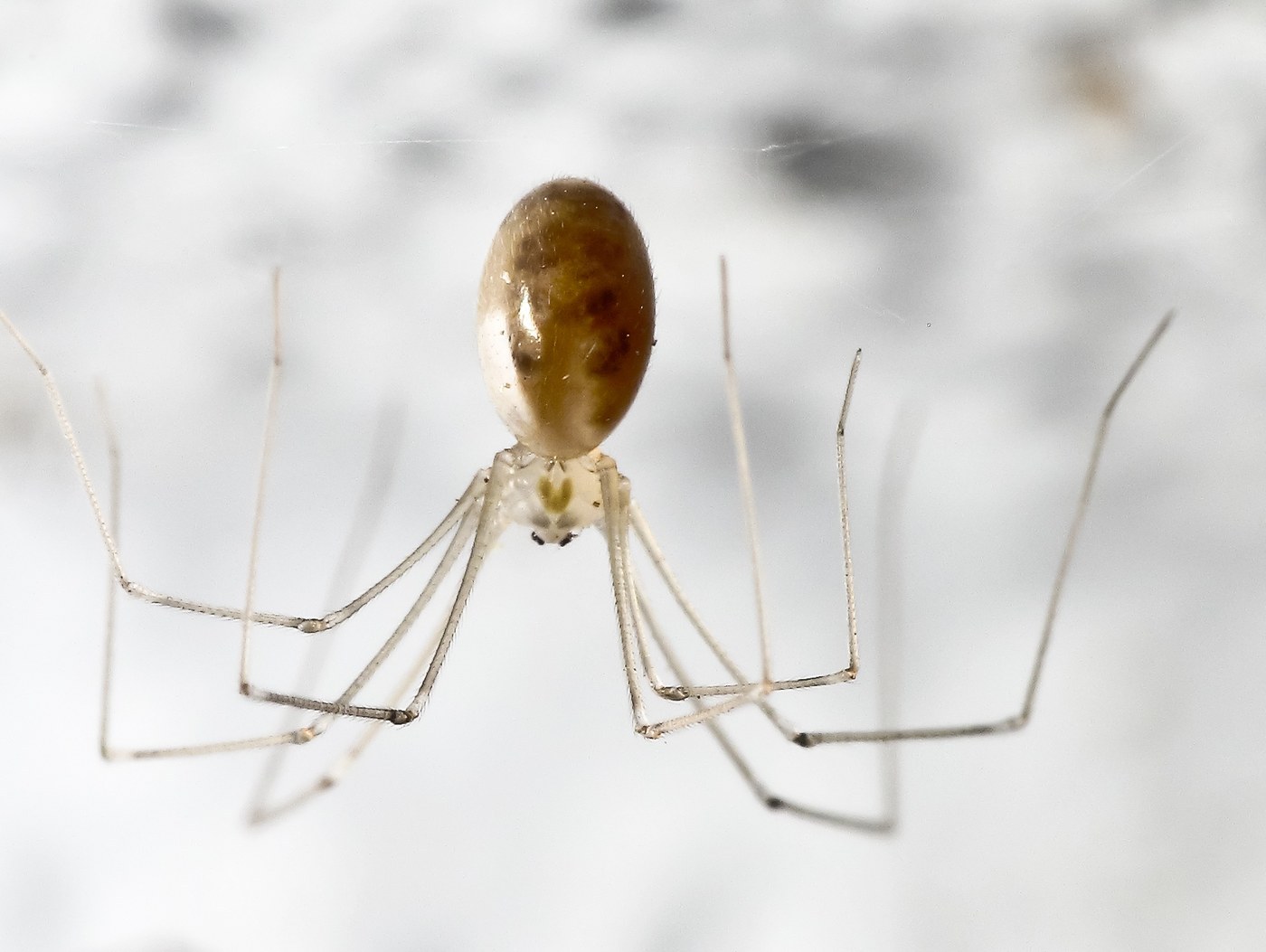 Cellar Spider
