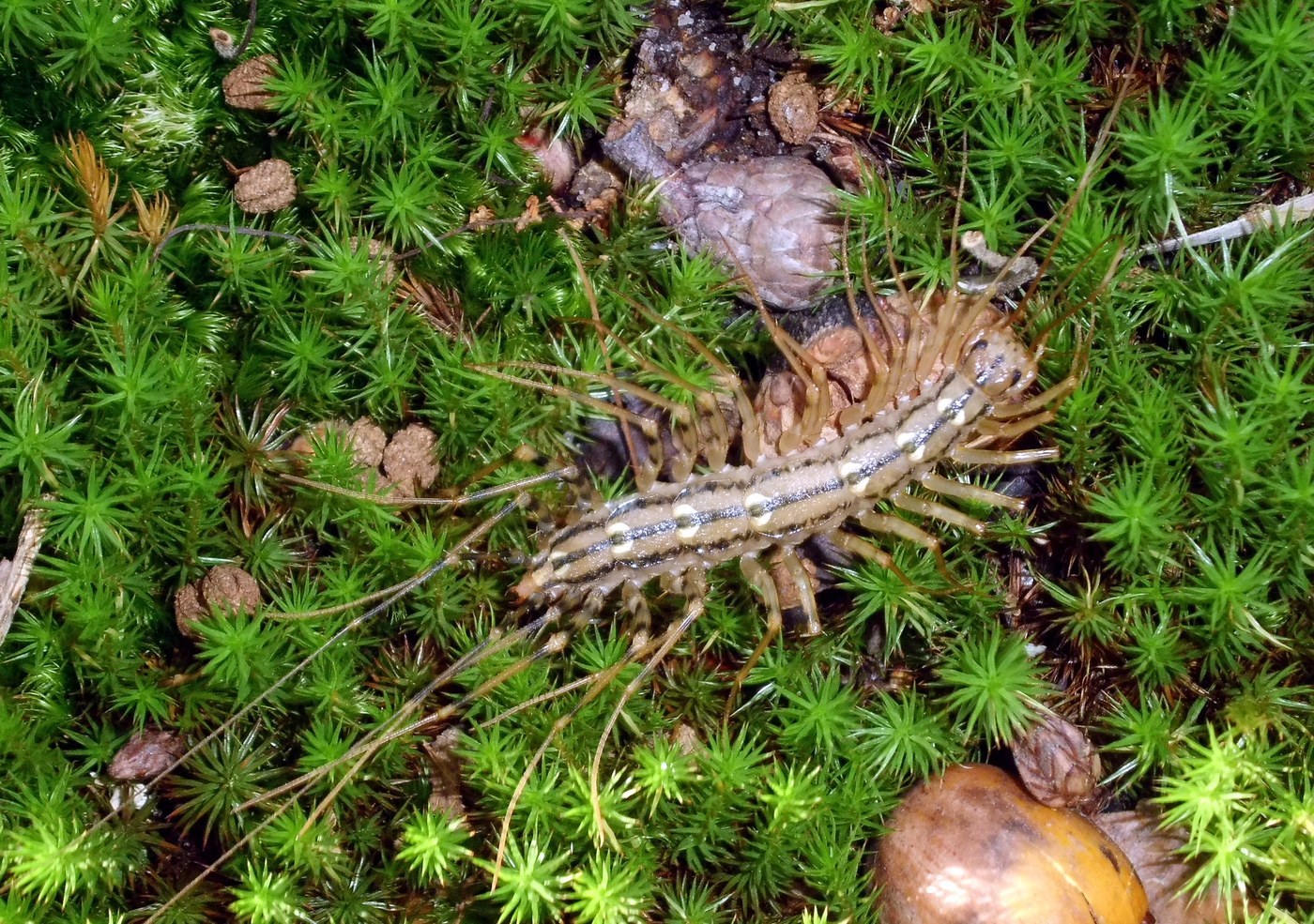 Centipede