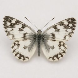 Checkered White Identification Guide