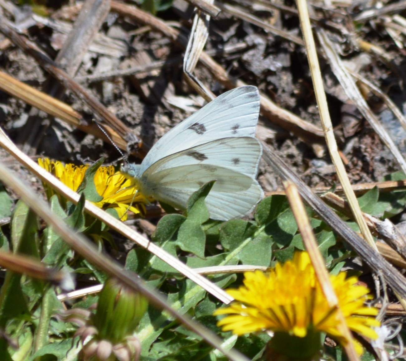 Checkered White