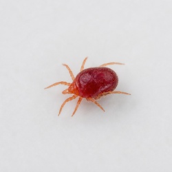 Chicken Mite Identification Guide