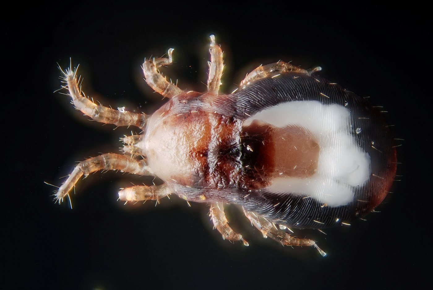 Chicken Mite