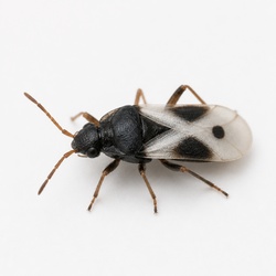 Chinch Bug Identification Guide