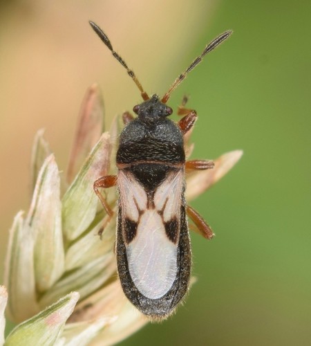 Chinch Bug Identification Guide