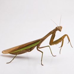 Chinese Mantis Identification Guide