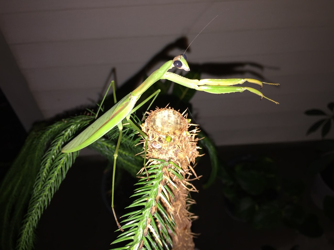 Chinese Mantis