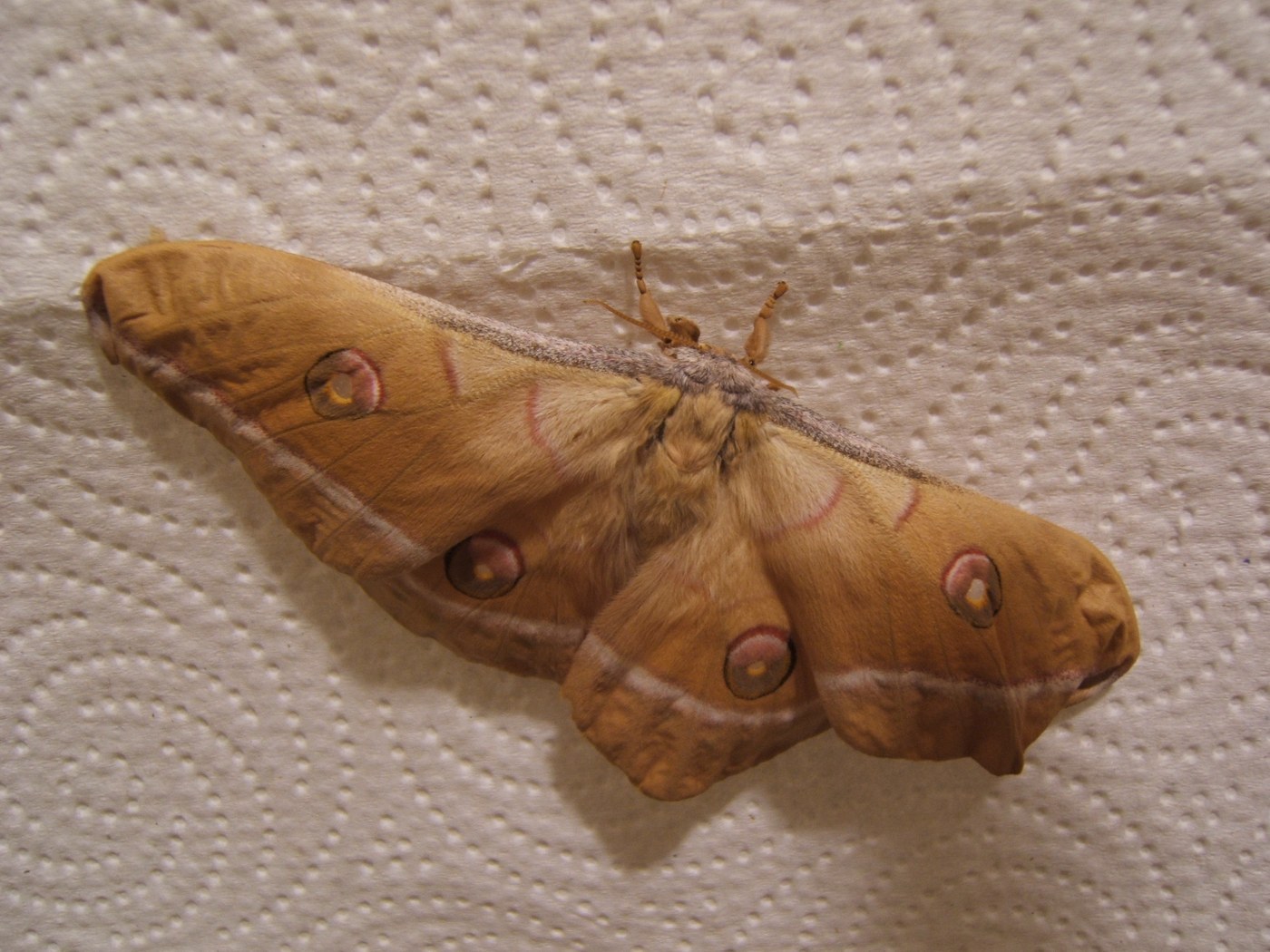 Chinese Oak Silkmoth