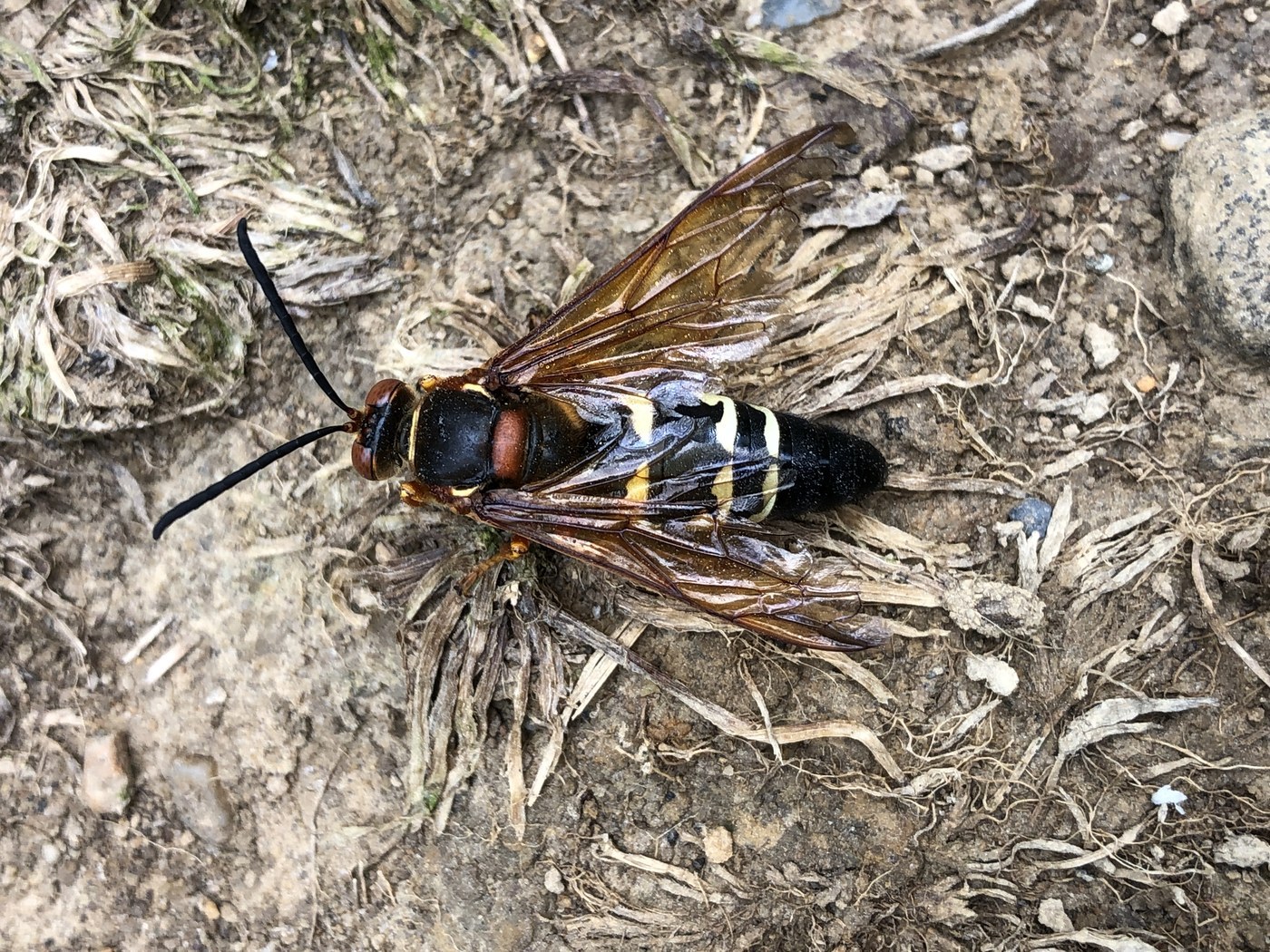 Cicada Killer Wasp