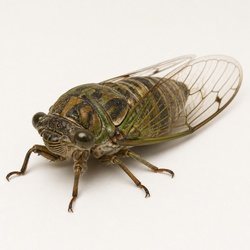 Cicada Killer's Prey Cicada Identification Guide