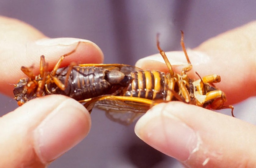Cicada