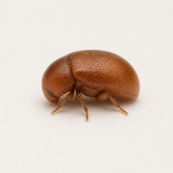 Cigarette Beetle Identification Guide