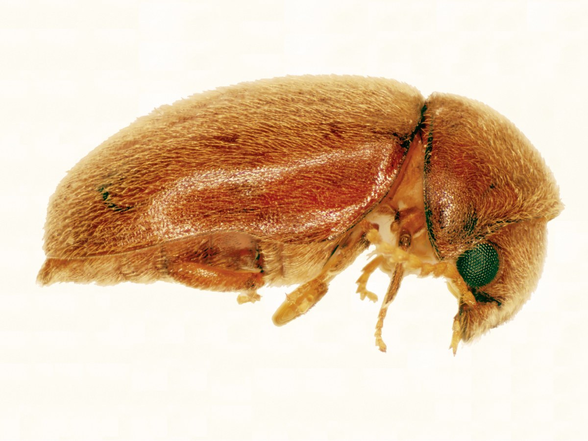 Cigarette Beetle