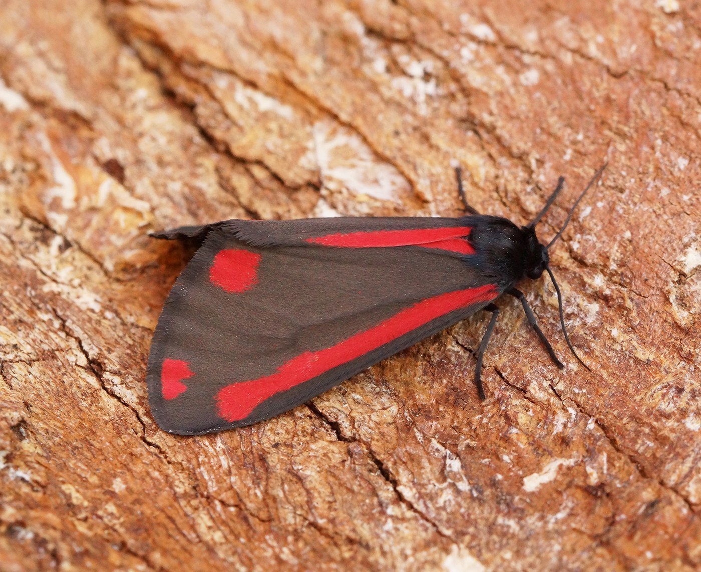 Cinnabar Moth