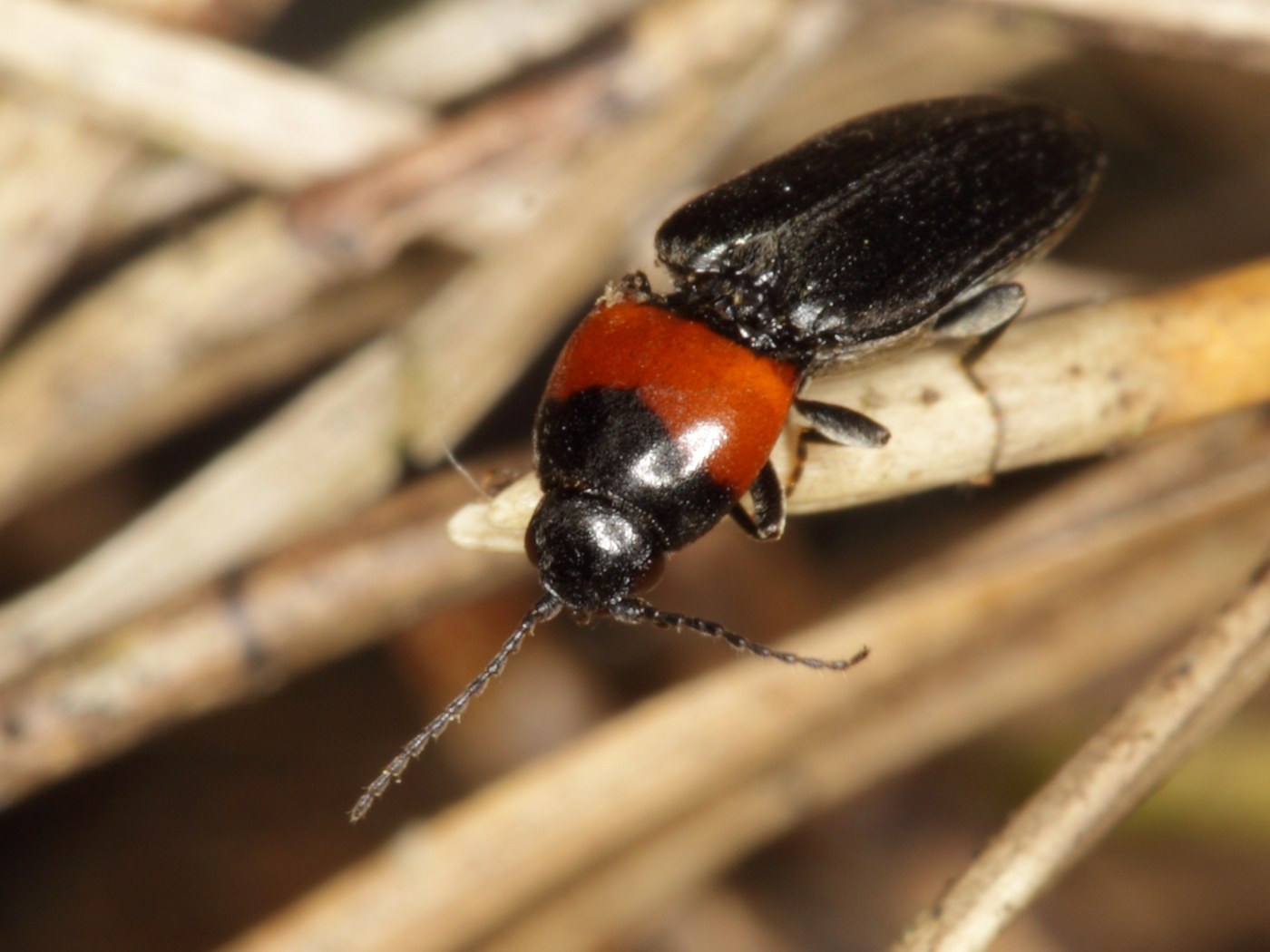 Click Beetle