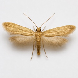 Clothes Moth Identification Guide