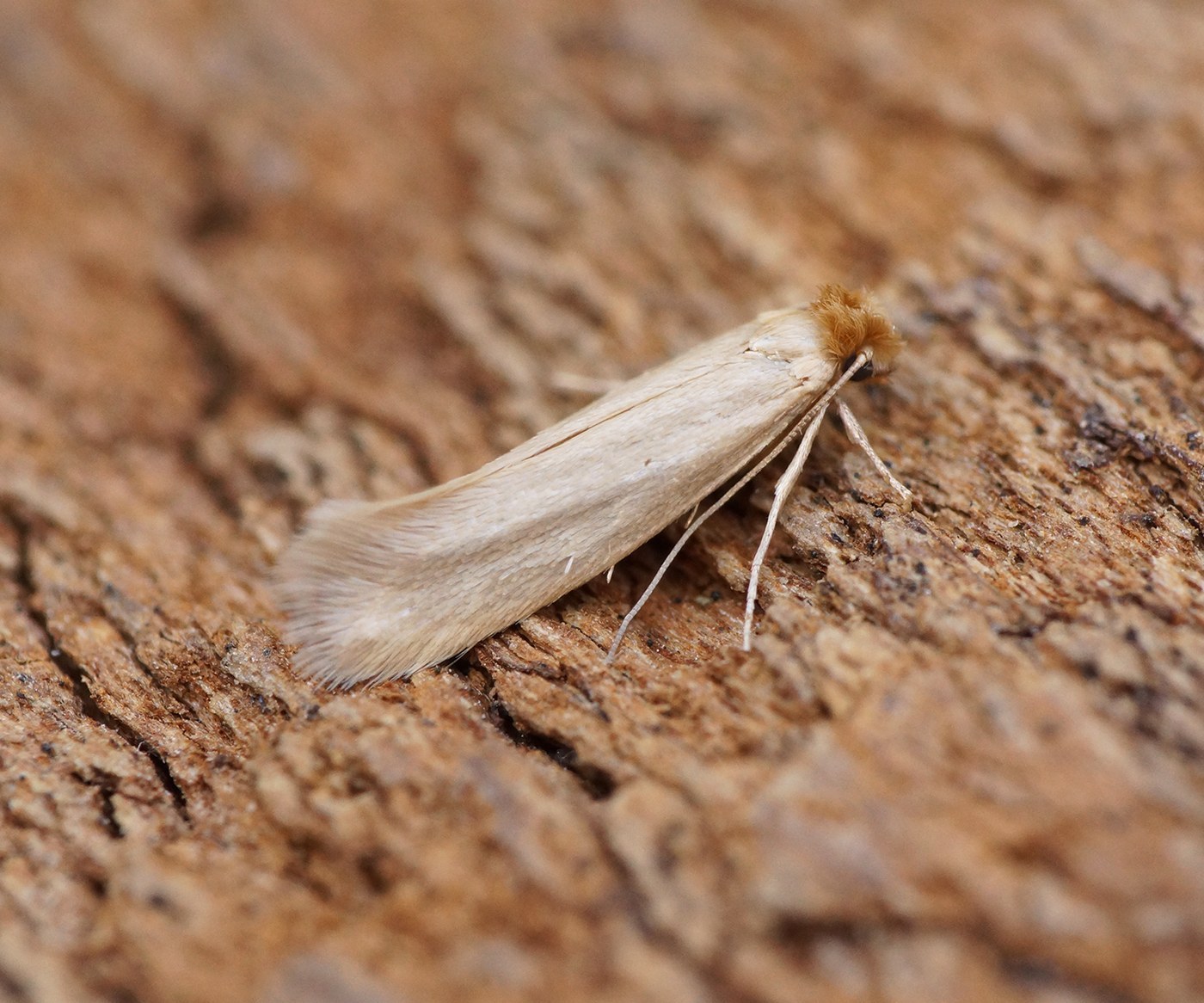 Clothes Moth