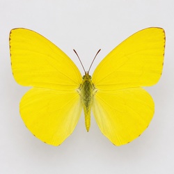 Cloudless Sulphur Identification Guide