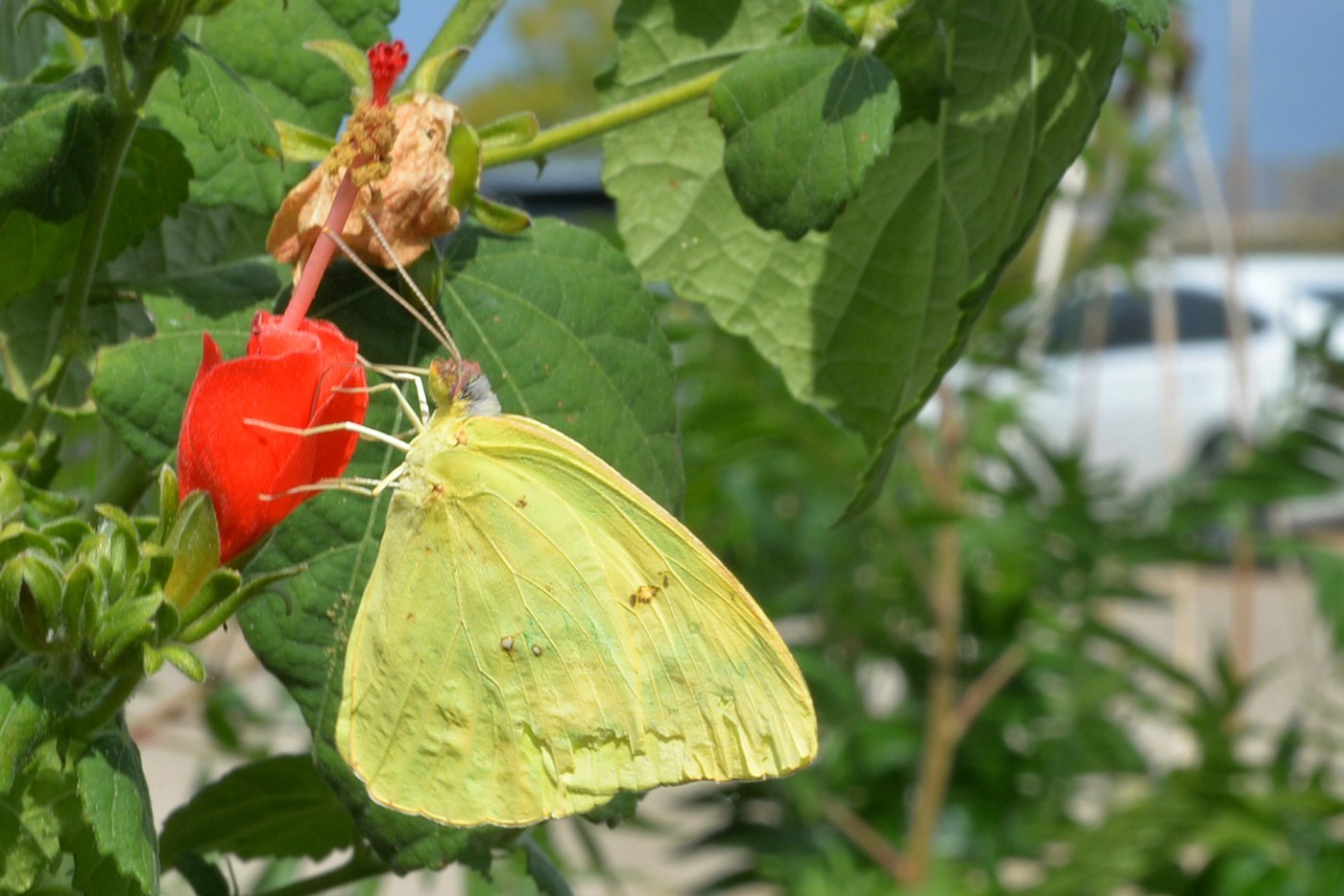 Cloudless Sulphur