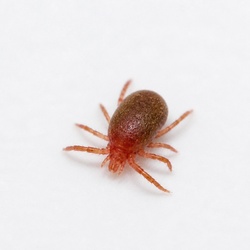 Clover Mite Identification Guide