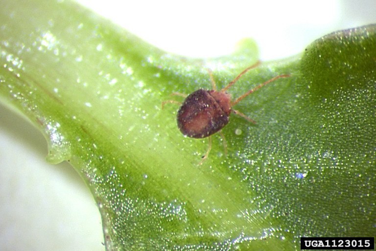 Clover Mite