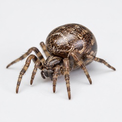 Cobweb Spider Identification Guide