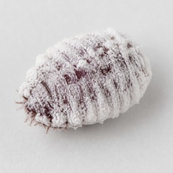 Cochineal Identification Guide