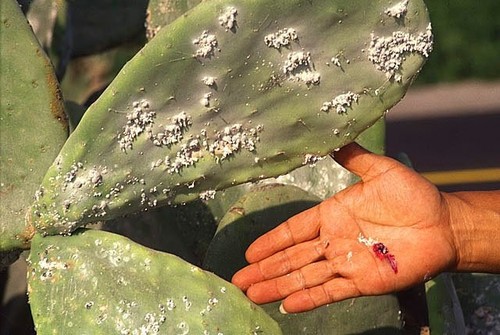 Cochineal Identification Guide