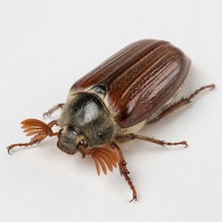 Cockchafer Identification Guide