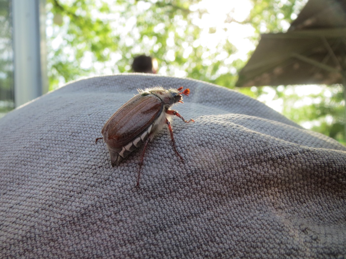 Cockchafer