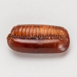 Cockroach Egg Case Identification Guide