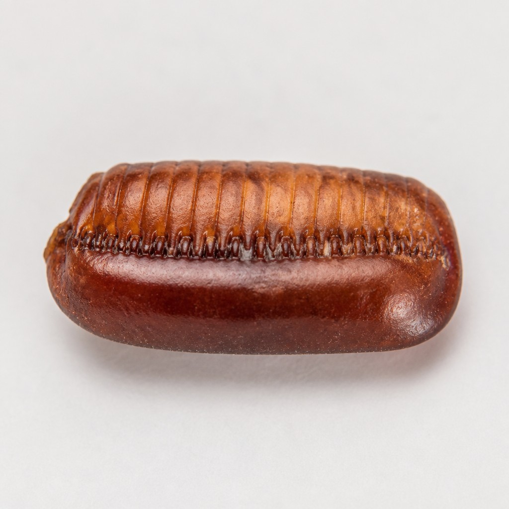 Cockroach Egg Case (Ootheca of various Blattodea spp.)