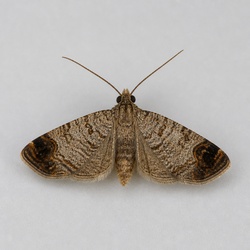 Codling Moth Identification Guide