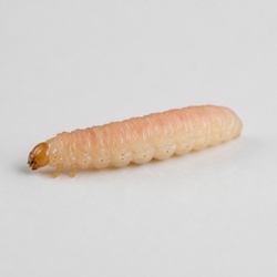 Codling Moth Larva Identification Guide