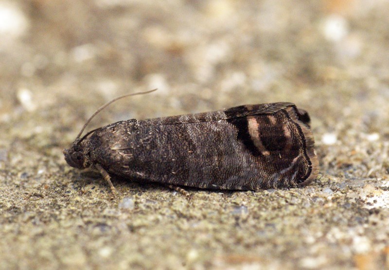 Codling Moth
