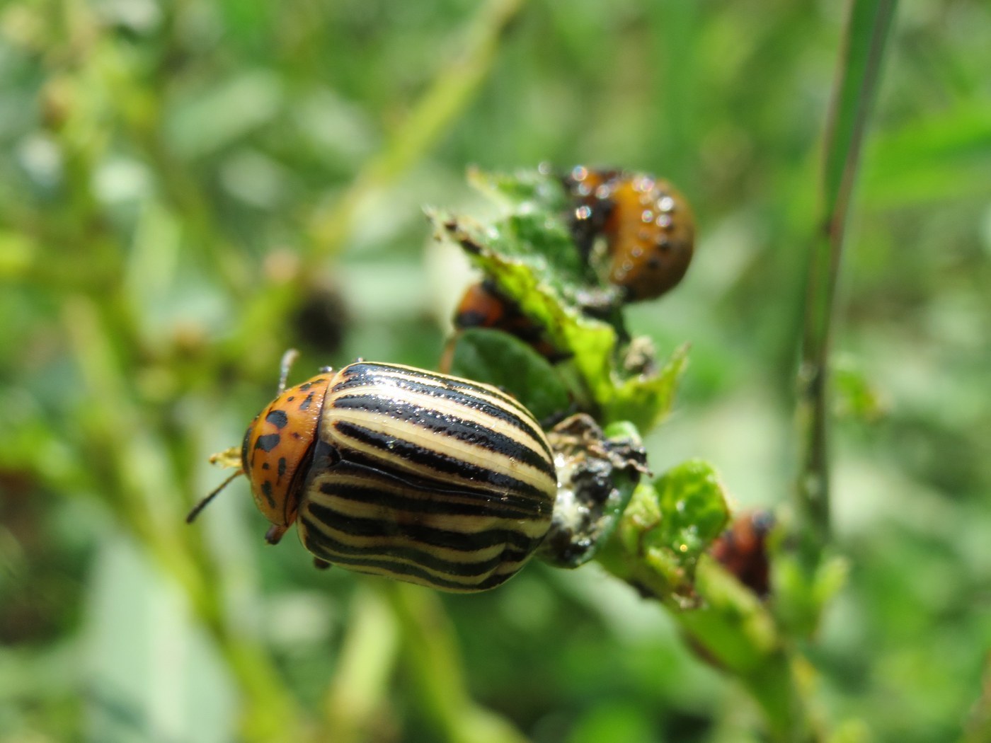 Colorado Potato Beetle