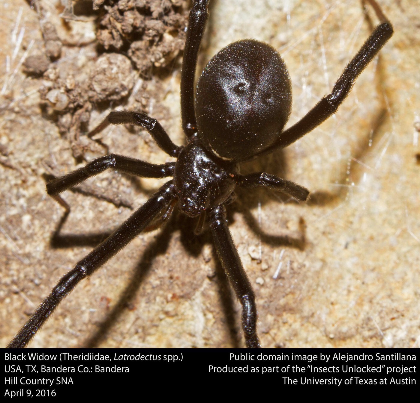 Comb-footed Spider