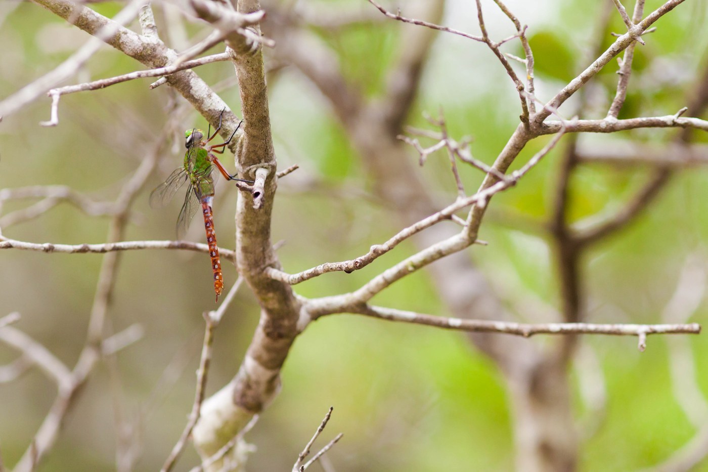 Comet Darner
