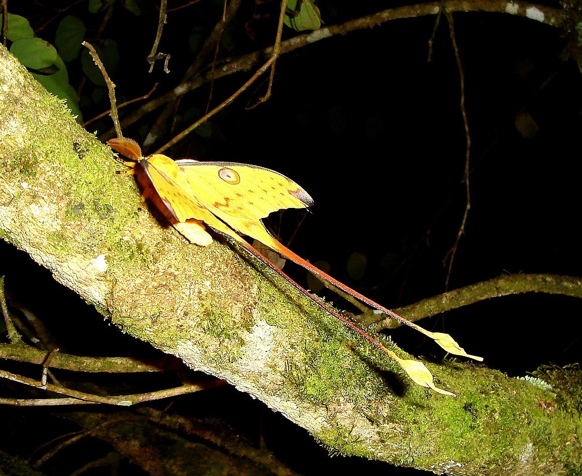 Comet Moth (Madagascan Moon Moth)