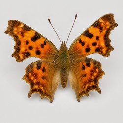 Comma Butterfly Identification Guide