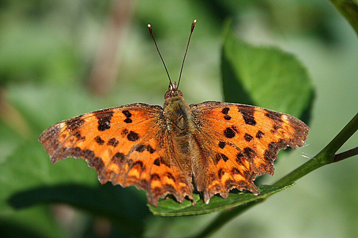 Comma Butterfly