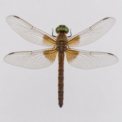 Common Baskettail Identification Guide